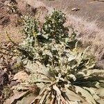 Verbascum sinaiticum Blatt