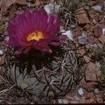 Echinocactus horizonthalonius Habitus