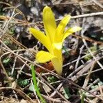 Sternbergia colchiciflora Blodyn