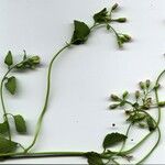 Fleischmannia microstemon その他の提案