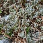 Orostachys malacophylla ഇല