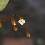 Piliostigma thonningii Λουλούδι