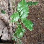 Quercus faginea Hoja