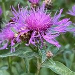 Centaurea jaceaBlomst