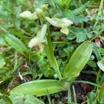 Orchis pallens 整株植物