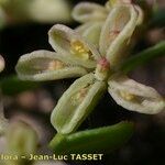 Callipeltis cucullaris Flower