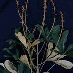 Didymopanax vinosus Leaf