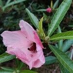Hibiscus heterophyllus पत्ता