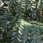 Cordyla africana Leaf