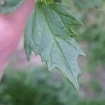 Chenopodiastrum murale Leaf