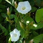 Distimake aegyptius फूल