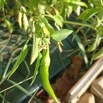 Capsicum frutescens ഫലം