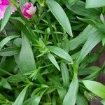 Dianthus chinensis List