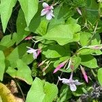 Jasminum × stephanense Hoja