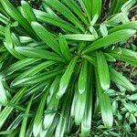 Agapanthus spp. Blad