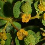 Euphorbia polygalifolia Ffrwyth