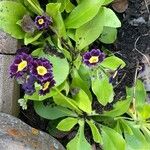 Primula auriculaᱵᱟᱦᱟ