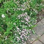 Saponaria ocymoides عادت داشتن