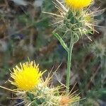 Centaurea melitensis Flor