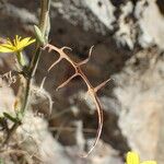 Lactuca viminea Blad