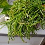 Rhipsalis bacciferaBlad