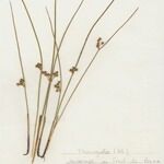 Juncus filiformis Συνήθη χαρακτηριστικά