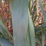 Arundo donaxLeaf