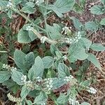 Heliotropium europaeum Habit