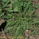 Sisymbrella aspera Habit