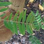 Calliandra haematocephala Frunză