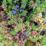 Empetrum nigrum Leaf