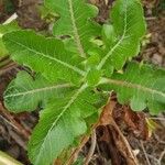 Sonchus congestus Blatt