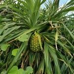 Pandanus utilis Frucht