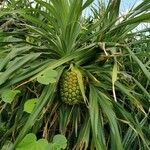 Pandanus utilis Плід