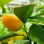 Citrus japonica पत्ता