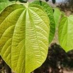 Grewia asiatica Leaf