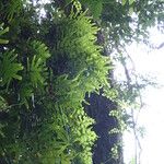 Lygodium microphyllum आदत