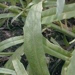 Erysimum repandum Folio