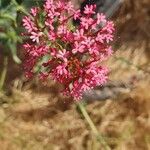 Centranthus lecoqii Kwiat