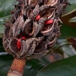 Magnolia grandiflora Frutto