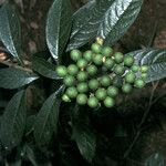 Solanum asperum Vili