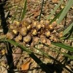 Allagoptera arenaria Fruit