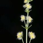 Galium serpenticum Цветок