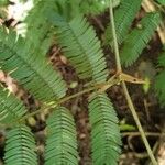 Vachellia collinsii Yaprak