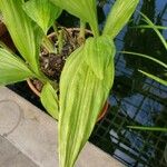 Phaius tankervilleae 葉