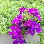 Glandularia tenera Flower