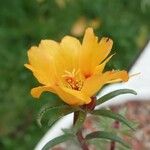 Portulaca grandifloraКветка