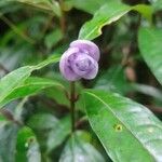 Psychotria urbaniana Květ