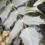 Berberis japonica Leaf