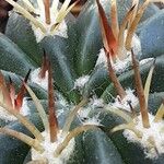 Melocactus salvadorensis Кветка